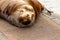 cute drowsy sealion looks up from nap on dock