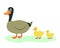Cute duck in cartoon style. Duck and ducklings set. Cute mother duck and yellow babies birds walking on grass. Vector