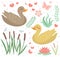 Cute duck set objects. Collection design elements with reeds, water lily, flowers, plants. Kids baby clip art funny