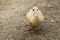 Cute duck. Yellow ducklings. Duck is waterfowl family. Tiny Baby Ducklings hatchling in agriculture farm
