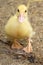 Cute duck. Yellow ducklings. Duck is waterfowl family. Tiny Baby Ducklings hatchling in agriculture farm