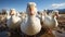 A cute duckling waddling in a meadow near a pond generated by AI