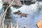 Cute ducklings duck babies near the duck mother swimming in the pond with rocks .