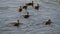 Cute ducklings following mother duck while swimming on pond