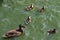 Cute ducklings following mother, lake, symbolic figurative harmonic peaceful animal family portrait following team