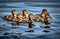 Cute ducklings swimming