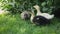 Cute ducklings walking in the grass