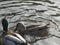 Cute ducks swimming and drinking water in a duck pond