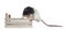 Cute dumbo rat on white background