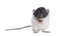 Cute dumbo rat on white background