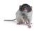 Cute dumbo rat on white background