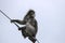 A cute dusky leaf monkey sits on a wire