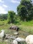 Cute dwarf buffalo cooling itself in a creek