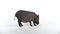 Cute dwarf domestic pig walking and eating at studio. Slow motion