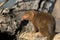 Cute dwarf mongoose in africa