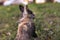 Cute dwarf rabbit standing on two legs