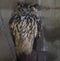 Cute eagle owl