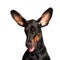 Cute ears of dobermann dog