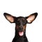 Cute ears of dobermann dog