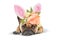 Cute easter bunny French Bulldog dog  lying on floor dressed up with peony and roses flower rabbit ears headband costume