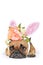 Cute easter bunny French Bulldog dog lying on floor dressed up with peony and roses flower rabbit ears headband costume