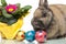 Cute Easter bunny beside primrose and Easter eggs