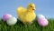 Cute Easter Duck.