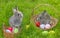 Cute easter rabbits