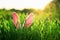 Cute Easter scene with pink rabbit ears sticking out of green juicy grass in spring meadow