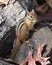 A Cute Eastern Chipmunk