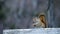 Cute eastern gray squirrel or grey squirrel, Sciurus carolinensis, on bird feeder.