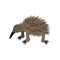 Cute echidna on white background.