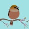 Cute egg shaped hawfinch perched on a blossom branch