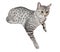 Cute Egyptian Mau Cat