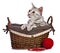 Cute Egyptian Mau cat in a basket