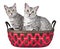 Cute Egyptian Mau Cats in a Basket