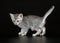 Cute Egyptian Mau Little Kitten