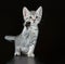 Cute Egyptian Mau Little Kitten