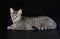 Cute Egyptian Mau Little Kitten