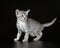 Cute Egyptian Mau Little Kitten