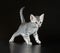 Cute Egyptian Mau Little Kitten