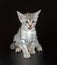 Cute Egyptian Mau Little Kitten