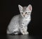 Cute Egyptian Mau Little Kitten