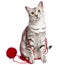Cute Egyptian Mau with yarn wrapped around her