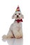 Cute elegant bichon is ready for birthday party