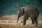 A cute elephant baby tusker portrait