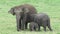 A cute elephant family in Sri lanka