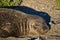 Cute Elephant Seal Female Laying on Beach