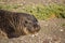 Cute Elephant Seal Female Laying on Beach