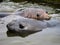 Cute elephant seal pups (Mirounga leonina) swimming, Antarctica